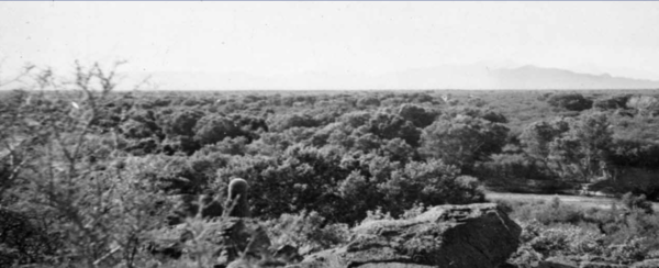 The Santa Cruz River in 1942, facing south toward the Santa Rita Mountains. Pictured is a vast mesquite bosque (forest), a highly productive riparian habitat found in the desert. Photo credit: U.S. Geological Survey.