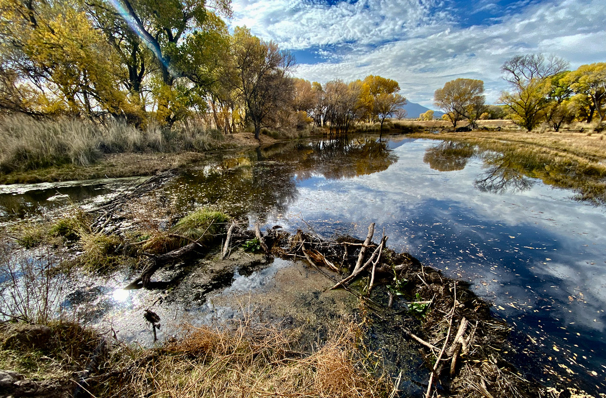 Beaver dam and beaver pond on the San Pedro River