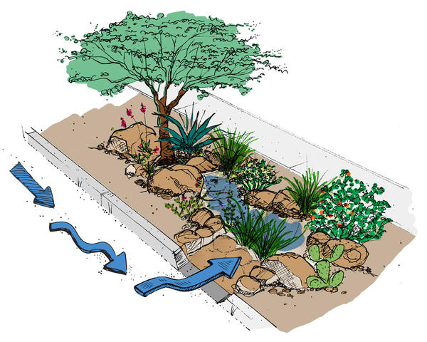 Streetside rain gardens harvest stormwater off the street to support shade trees and native vegetation.