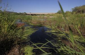 Photo by Josh Galemore/Arizona Daily Star