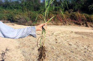 Hand holding removed arundo