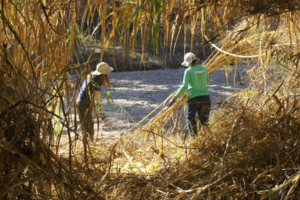 Removing Arundo in Tanque Verde creek